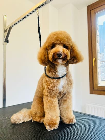 Alvet Andorra Perruqueria Canina