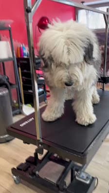 Galería de Art Mascota 3