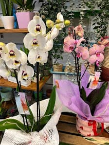 Galería de BorgesFlors 2