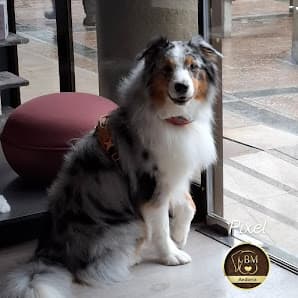 Imagen principal de By Mascota Andorra - Tienda mascotas, Peluquería Canina