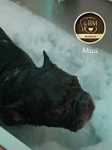 Galería de By Mascota Andorra - Tienda mascotas, Peluquería Canina 2