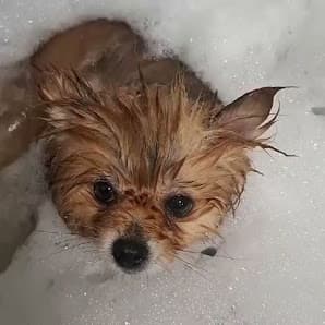 Galería de By Mascota Andorra - Tienda mascotas, Peluquería Canina 3