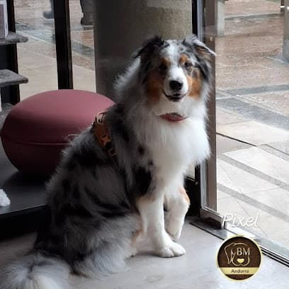 By Mascota Andorra - Tienda mascotas, Peluquería Canina