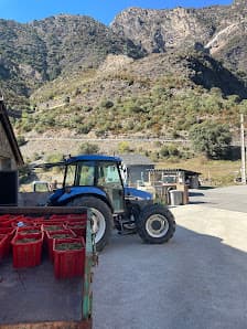 Imagen principal de Celler Mas Berenguer