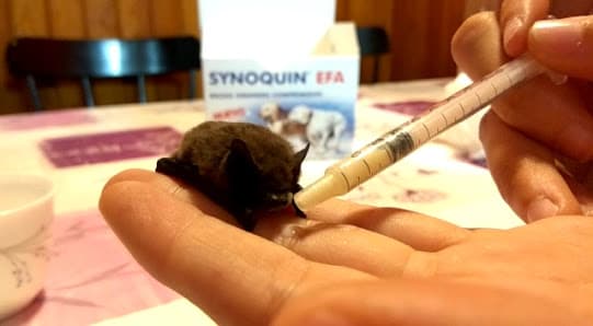 Galería de Clínica Veterinària Prat de la Creu 2