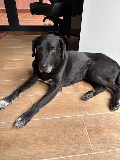 El Griu Hospital Veterinari