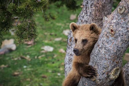 Galería de Estació d'Esquí de Fons La Rabassa - Naturland (Cota 2.000) 4
