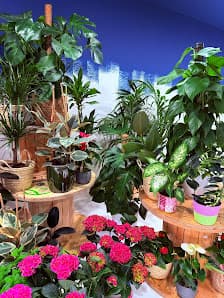 Galería de Floristeria Salvatge 4