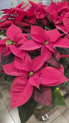 Galería de FLORS ANNABEL 3