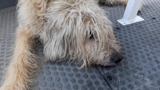 Galería de Funicamp (Telecabina d'Encamp) 4