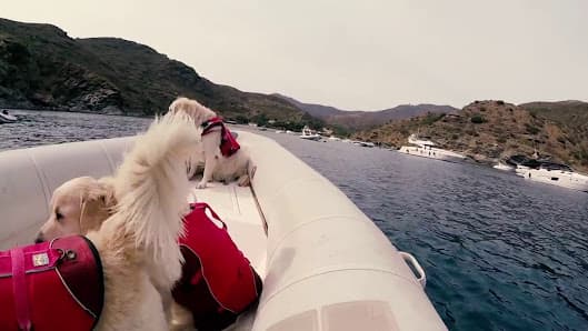 Galería de GOSSWIM Hidroteràpia canina 2