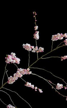 Imagen principal de MIQUEL MERCE FOTOGRAFIA