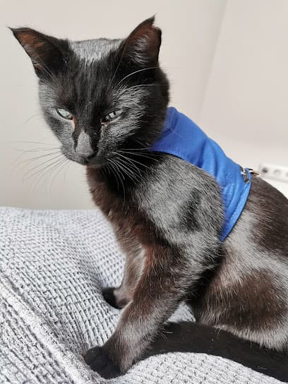 Olympe Veterinari Andorra - VETERINARI A DOMICILI