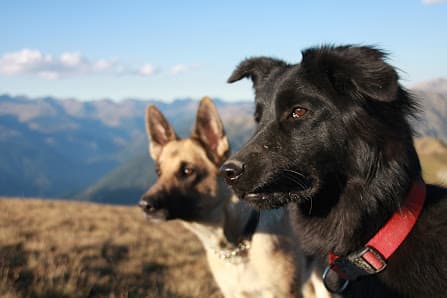 Imagen principal de Sherpa Excursions Canines Andorra