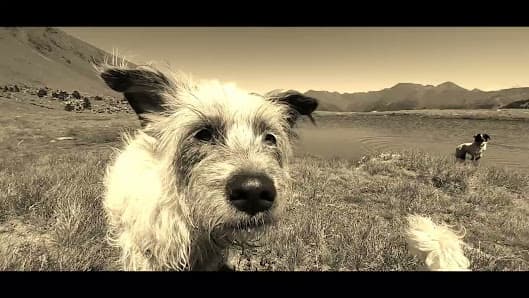 Galería de Sherpa Excursions Canines Andorra 2