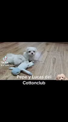 Galería de YORKY'S ANDORRA 2