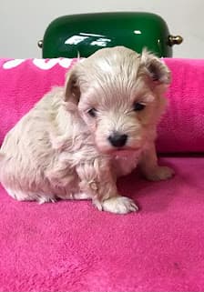 Galería de YORKY'S ANDORRA 3